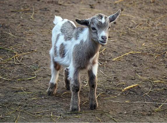 Goat at animal farm